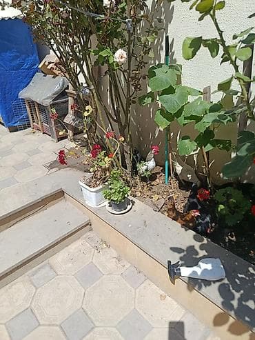 Куры: Satılır: Yaponka toyuqları (cücə boyda xırda cins) Tam sağlam ve aktiv — 1