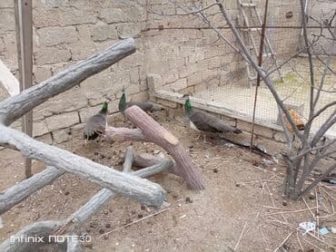 cücə və xoruz: Tovuz quşu satılır dişi və erkək var — 3