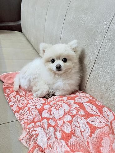 Heyvanlar üçün mallar: Şpitz, 1 il, Erkek — 4