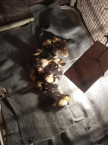 bildircin gence: Ördək cücələri, Ətlik, Ünvandan götürmə — 1