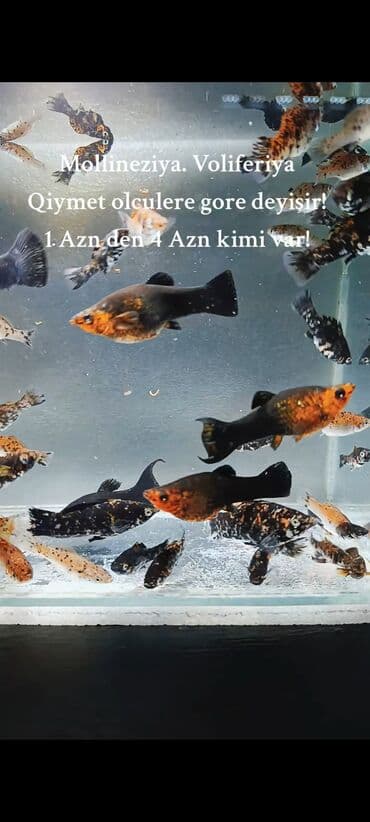 oskar balığı: Molinezi, Sülhsevər, Ünvandan götürmə, Ödənişli çatdırılma — 5