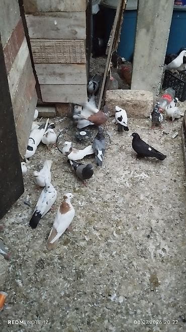 quslar: Göyərçinlər satılır – müxtəlif rəng və növlər. - Ağ, qara-ağ, boz-ağ — 9