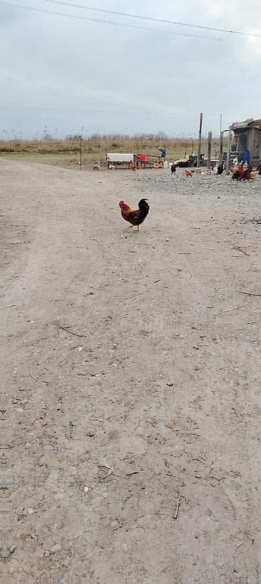 Salam. Quba rayon Susay kəndi torpaq sahəsi satılır. Ev ve a frame