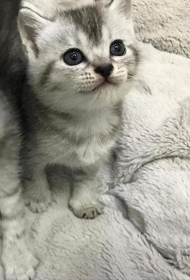 erkək pişik: Şinşilla, Erkək, Dişi — 1