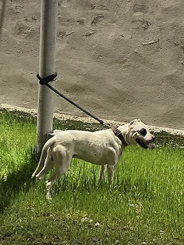 it yemi satilir: Doq, 1 il, Erkek, Peyvəndli, Ünvandan götürmə — 4