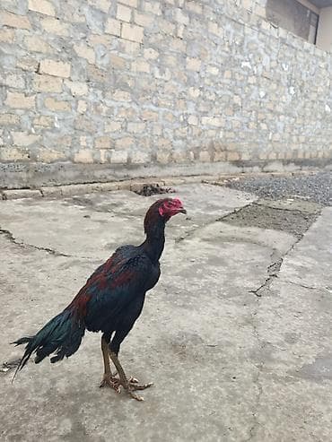 Ördəklər: Samo xoruz 8 ci ayindadir qiymət sondur ciddi alıcılar narahat elesin — 4