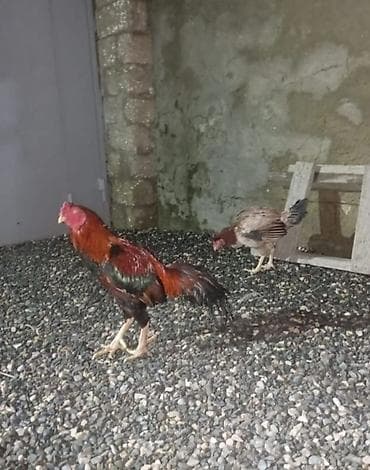 Зоотовары: Курица, Для разведения — 2