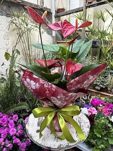 suni gullerin satisi instagram: Hündürlük dibçəklə 45sm. Vatsapp mövcuddur!. Çatdırılma metrolara — 2