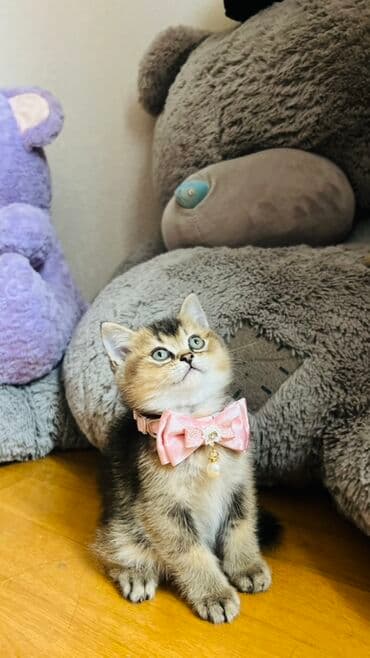 pişik latok: Şinşilla, Dişi — 7