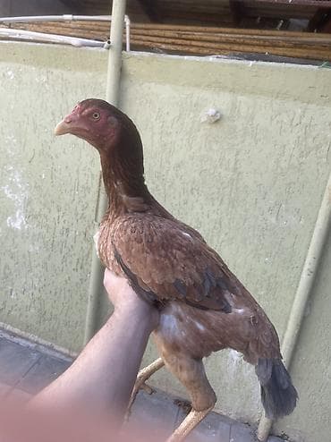 lalafo quşlar: Damazdığımdı qapısında cinsdi qannı fərə isdiyən yazsın.əsgərriyə görə — 4