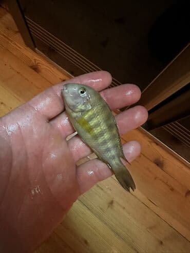 cixlid: Cixlid balığı, Yırtıcı — 2