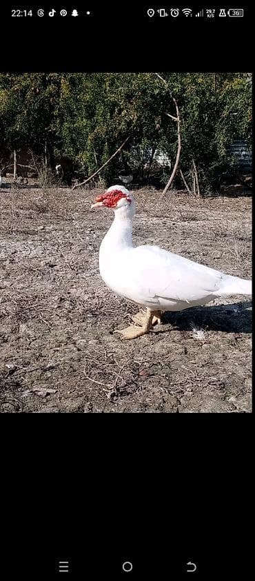 Digər kənd təsərrüfatı heyvanları: 1 yaş 10 aylıqdır — 1