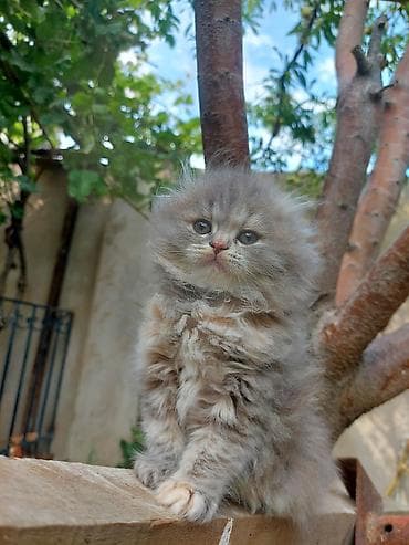 siyamski pişik: Şotland uzun tüklü — 4