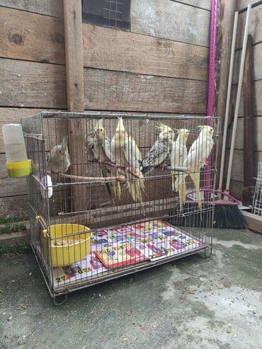 попугай жако купить в баку: Qəfəs quslar — 6