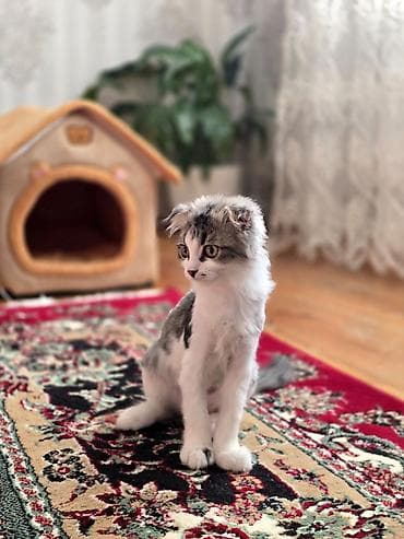 siyan pişiyi: Şinşilla, Erkək — 4