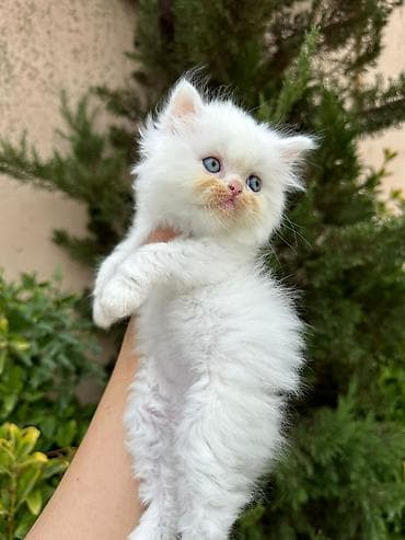 Gəmiricilər: Fars — 6