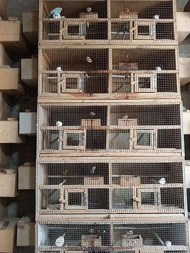 qefəs: -Qəfəs və avadanlıq: çoxbölməli taxta-barmaqlıq qəfəslər, ayrılan yuva — 2