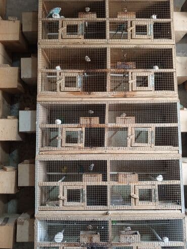 taxta domik: Qəfəsdəki bütün quşlar qəfəs qarişiğ satilir🦜. -Tutuquşular: həm — 6