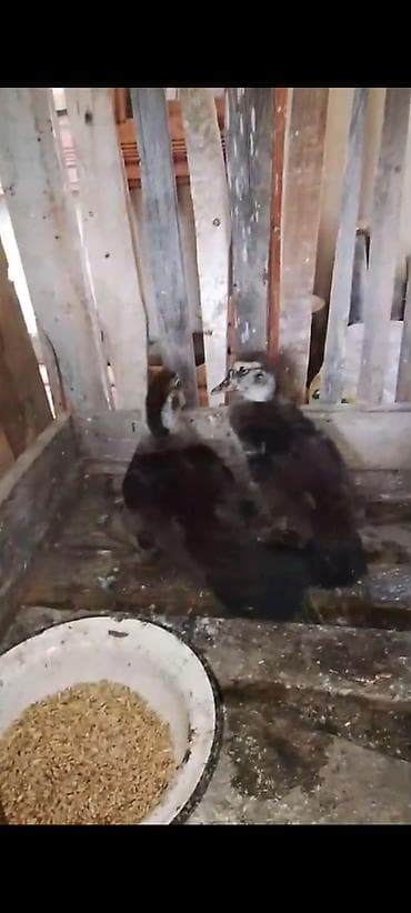Muscovy (hind) ördəyi balaları - Növ: Muscovy/hind ördəyi lalafo.az -da Muscovy (hind) ördəyi balaları - Növ: Muscovy/hind ördəyi