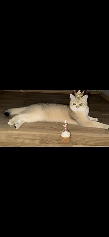 golden shinshilla: Qızıl şinşilla, Dişi — 6