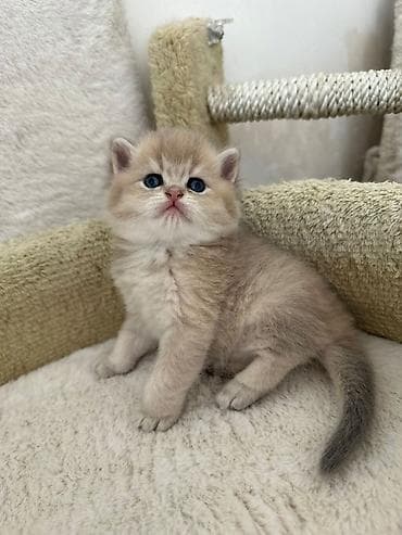 kecler: Britan — 2