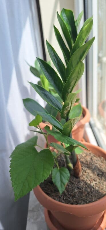 ketan toxumu yağı qiymeti: Zamioculcas (dollar gülü).Qiymet 10 manat — 2