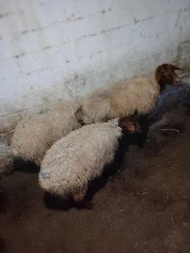3 dənə qoyun 1100 manata real alıcıya endirim olacaq istəyən olsa — 9