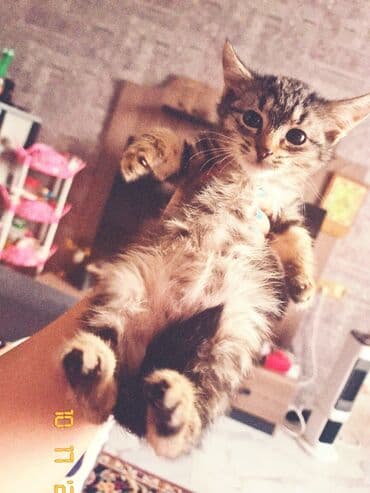 золотая шиншилла баку: Tabbi, Yaxşı əllərə — 1