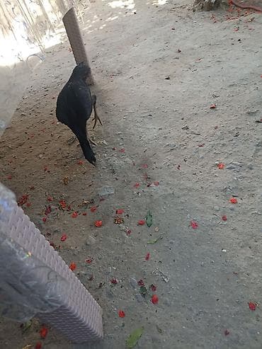 toy putel: Toyuq cücələri, Damazlıq — 7
