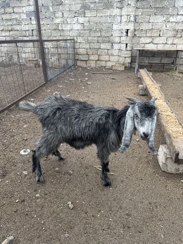 sudlu kecilər: 3 baş təmiz cins hələb keçisi satılır.4-6 aylıqdılar. 1 erkək 2 — 1