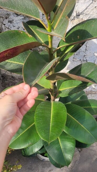 фикус дельтовидный: Комнатные растения — 1