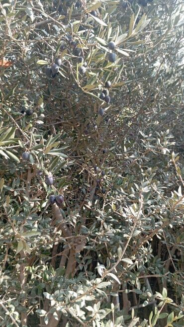 dekor ağaç: Məhsul: Zeytun ağacları (meyvəli) Təsvir: - Şəkillərdə göstərilən — 1