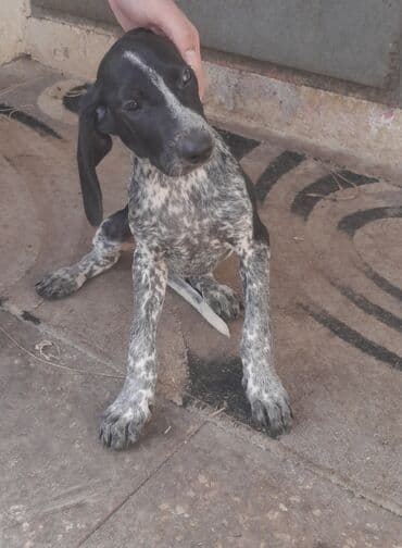 ov itlari: Kurtxar, 3 ay, Dişi, Ünvandan götürmə — 1