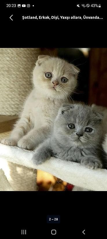 Şotland, Yaxşı əllərə