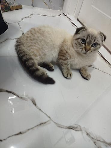 Heyvanlar üçün mallar: Sattilir — 3