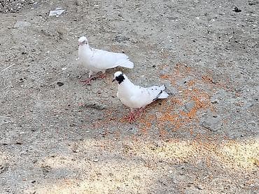 pitbull bala: Salam tay balalar cutu 15manat unvan maşdaga 0516831165 vatsapda — 4
