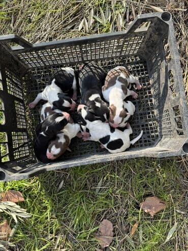 coban itlerin satisi: Balaca it balaları – müxtəlif naxış və rənglərdə (qara‑ağ, qəhvəyi‑ağ — 1