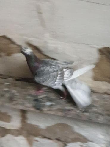danışan quşlar: Hündür ayaq 19 tük erkək mor çil, 16 tük maya.Cüt deyillər, qiymət — 5