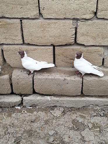 goyercin satisi: Kolço qırmızı başlar hazır cüt satılır.Ünvan Salyan — 1