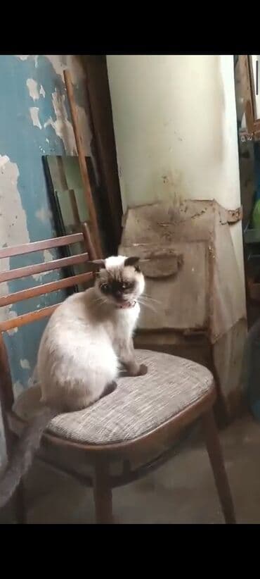 сиамская вислоухая кошка цена: Siam — 1