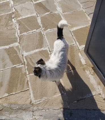 ev heyvan adlari: Peyvəndli — 8