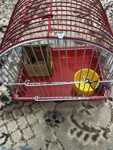 Yataqlar: 1 ədəd ana hamster 3 ədəd bala hamster 2 kletka biri böyük biri — 5