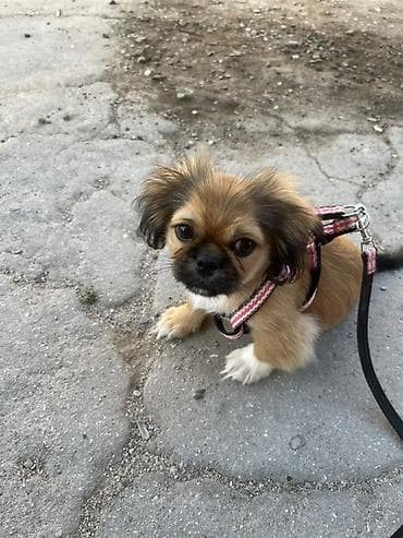 it sekilleri afcarka: Pekines, 4 ay, Erkək — 1