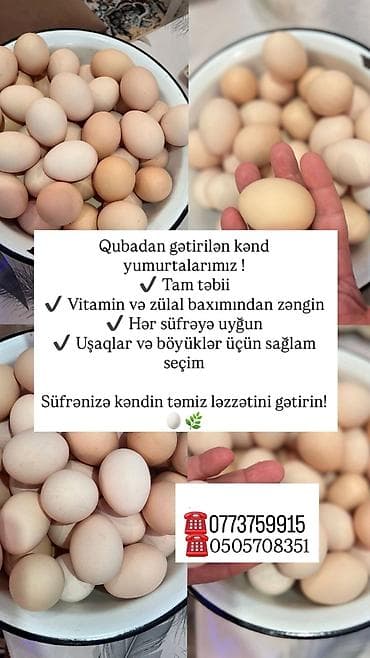 kənd məhsulları: Kənd toyuğu Toyuq Bütöv, Pərakəndə, Ödənişli çatdırılma — 4