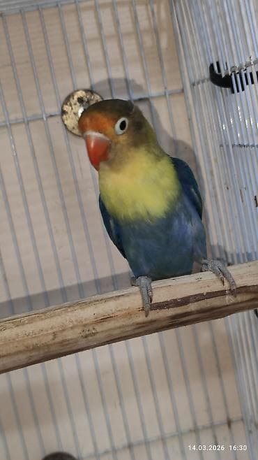 Digər heyvanlar: PAPUQAY FİŞER ERKƏK MUTASYON TÜRKİYƏDƏN GƏLMƏ QUŞLARIN BALASI CÜTƏ — 6