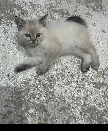 siam pişiyi: Ev pişiyi balaları – müxtəlif rənglər və tüklü quruluş - Növ: ev — 2