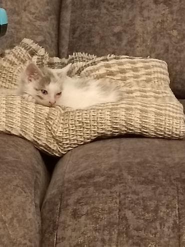 sahibləndirmə: Dişi, Yaxşı əllərə, Pulsuz çatdırılma — 3