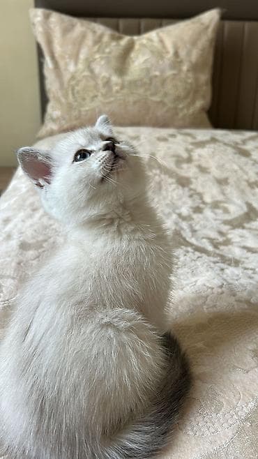 pişik alıram: Britan, Erkək, Yaxşı əllərə, Ödənişli çatdırılma — 2