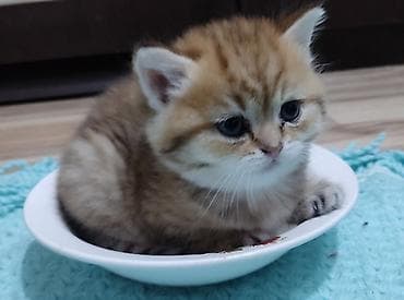 it heyvan: Qızıl şinşilla, Dişi, Yaxşı əllərə, Ünvandan götürmə — 1