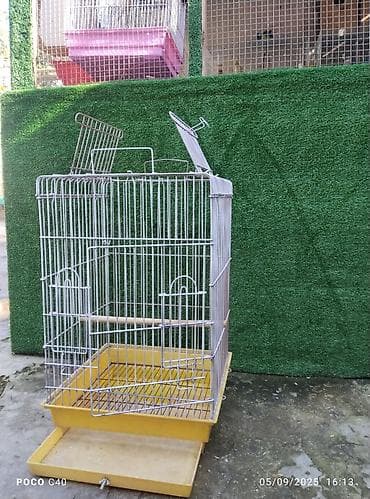 tutuquşu adları: Qəfəs satilir jako Ajerolla Karella tutuquşu qefesj i iri qefesdi ustu — 2